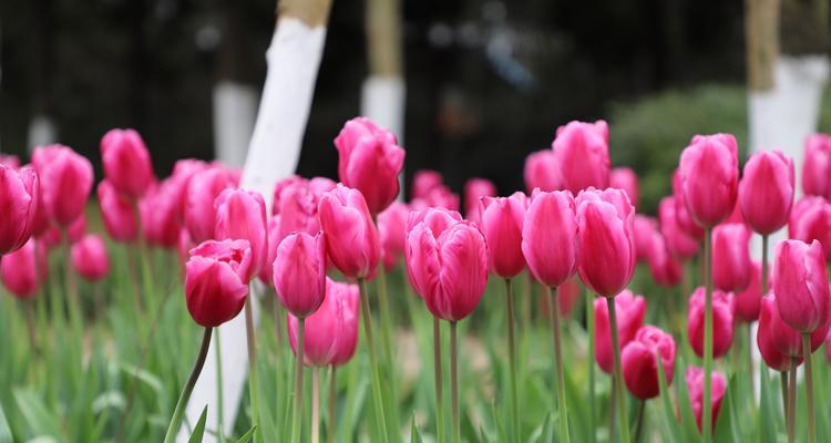 黑色郁金香的花语与寓意（探索黑色郁金香的神秘与独特）