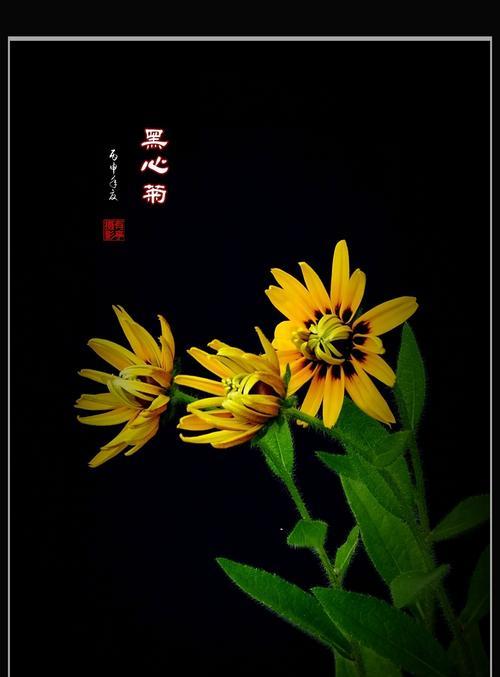 以黑心菊的花语为主题的文章（探索黑心菊的秘密与意义）