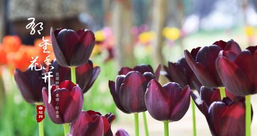 黑郁金香花语（黑郁金香花语传递的心灵之语）