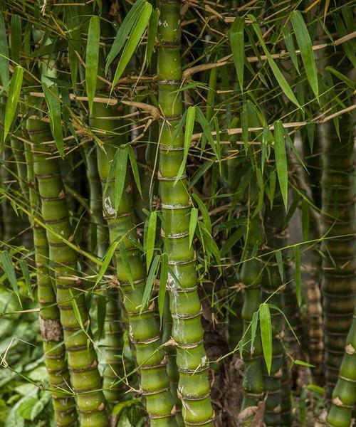 小型竹子品种及其特点（了解小型竹子，从品种开始）