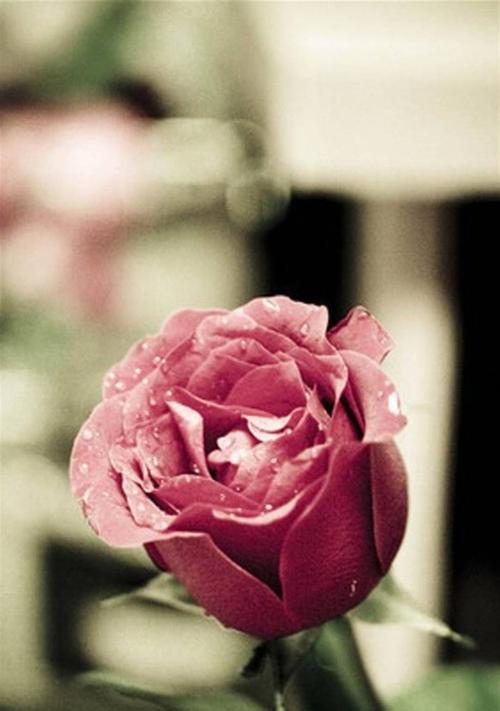 娇柔欲滴的粉玫瑰的寓意与象征（浪漫至极、爱情永恒）
