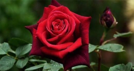红玫瑰的浪漫含义（探索红玫瑰象征的爱情、热情和美丽）