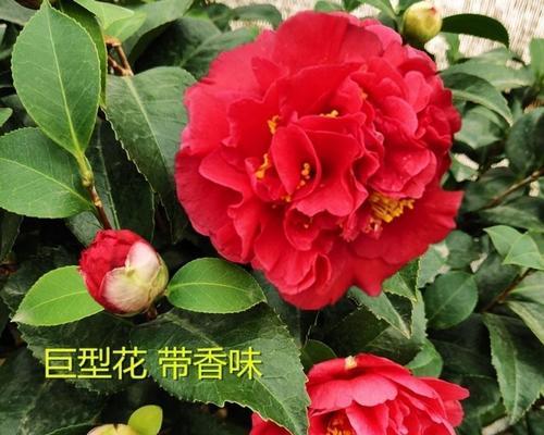 茶花冬季肥料应该怎样施用？（以哪种肥料为主？肥料施用的重要性和技巧！）