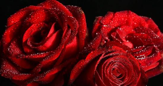 红玫瑰的美丽与寓意（以红玫瑰为主题的花朵之王）