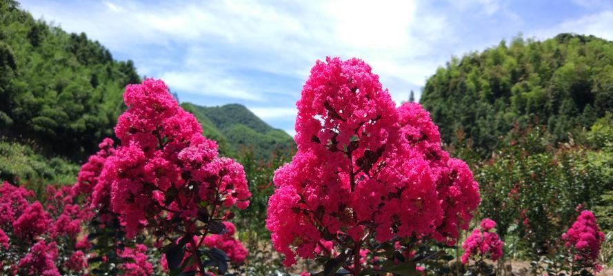 紫薇花开花时间的特征（探究紫薇花开花规律与栽培技巧）