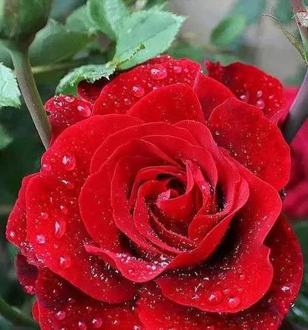 红玫瑰花的寓意与象征（探究红玫瑰花的爱情寓意）