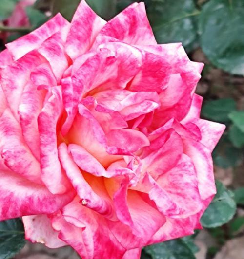月季花的开放时间与护理（掌握开花时间，让月季花持续绽放）