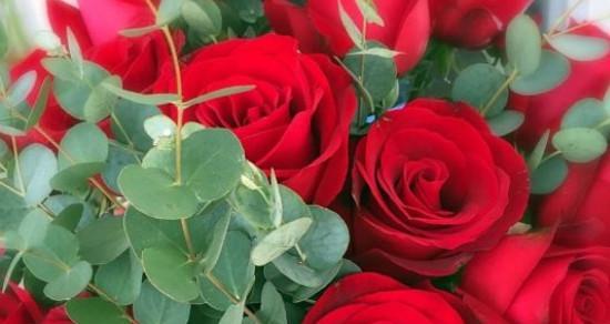 红玫瑰的花语和寓意（红玫瑰的浓烈爱情之语）