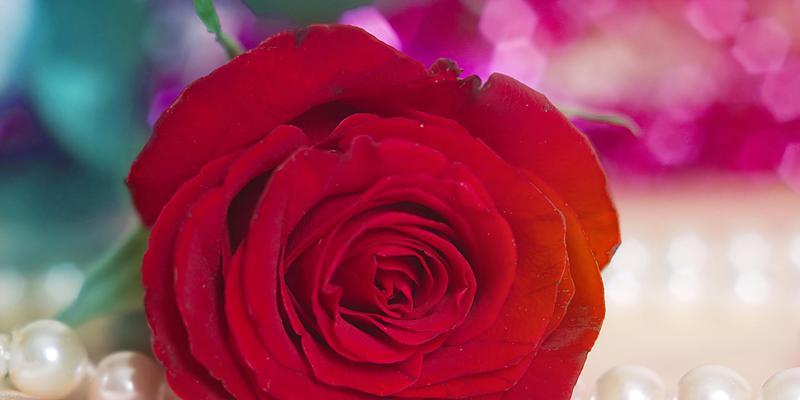 红玫瑰（情迷花海，绽放爱意，红玫瑰的花语与传说）