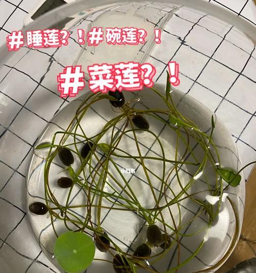 碗莲种植全指南（从选种到养护，一步步教你如何打造美丽的碗莲花园）