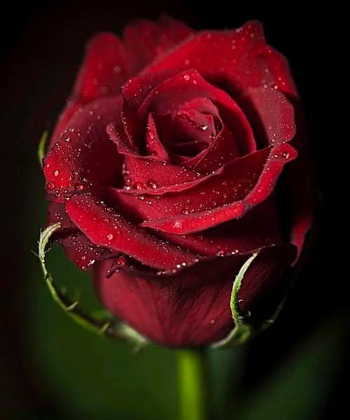 红玫瑰（情迷花海，绽放爱意，红玫瑰的花语与传说）