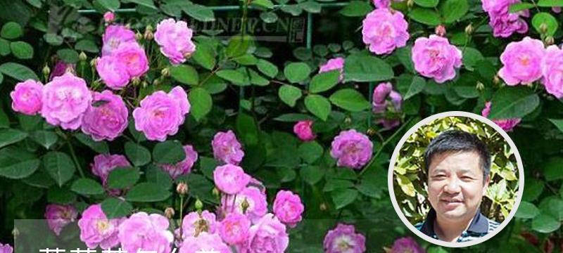 如何养护美丽的蔷薇花（从选址到施肥，打造健康鲜艳的蔷薇花园）