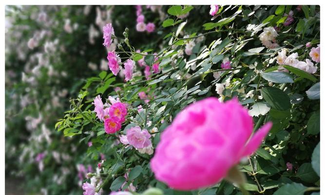 红蔷薇花语（红蔷薇花语与爱情、友谊和激情的含义）