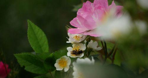 红蔷薇花语（红蔷薇花语与爱情、友谊和激情的含义）