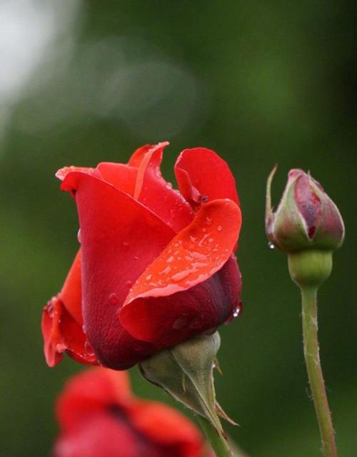 红色玫瑰的花语与意义（浓情蜜意，真爱永恒）