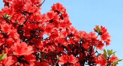 红色杜鹃花的寓意与象征意义（揭示红色杜鹃花背后蕴含的情感和美丽）