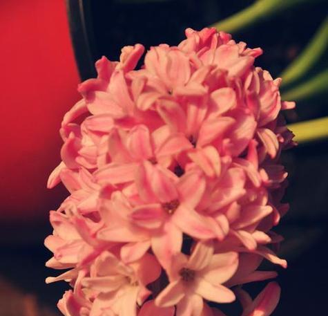 桃红色风信子的花语（绽放于春天的温暖，传递爱意的鲜花）