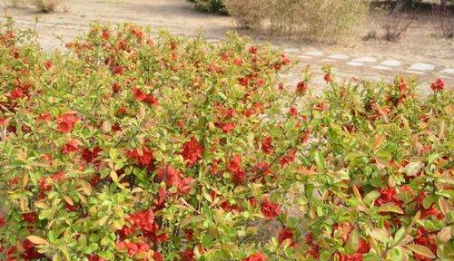 贴杆海棠的种植方法（从选地到护理，打造美丽花坛）