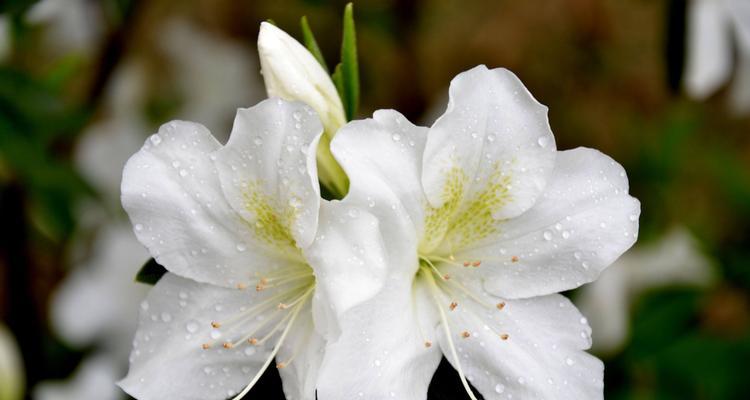 如何正确养护杜鹃花，让它绽放出美丽的花期