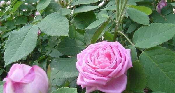 藤本月季修剪指南（让藤本月季树形更美，花期更长久）