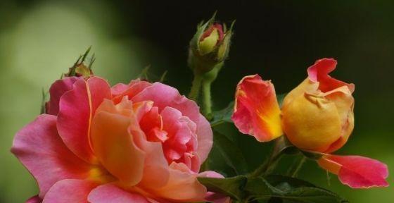 秋意浓浓，九月花开正艳（农历九月的开花盛宴）