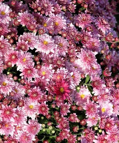 秋意浓浓，九月花开正艳（农历九月的开花盛宴）