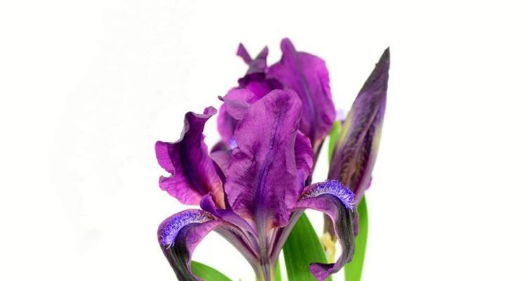 茑尾花的栽培技巧（了解茑尾花的基本知识，轻松栽培美丽盛开）