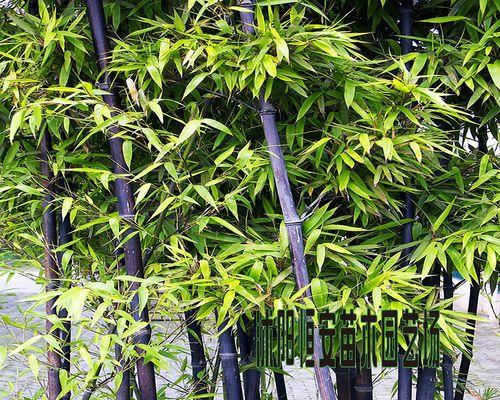 赏竹之乐——各种品种竹子的观赏价值（了解竹子品种，找到心仪的观赏植物）