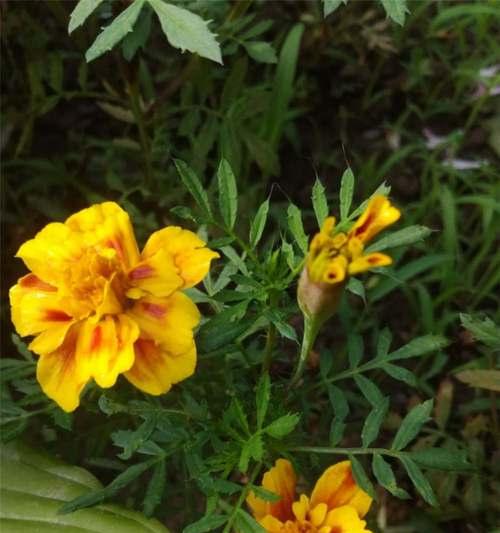 孔雀草第二年开花的可能性（探究孔雀草生长期和开花特点，分析其是否能在第二年继续开花）