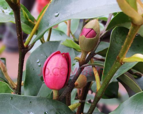 含笑花开花时间及特点（探究含笑花开花时间和花期长短的原因）