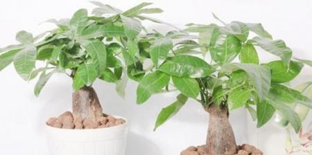发财树的种植与保养（从选择品种到健康养护，全面解析发财树的种植和养护技巧）