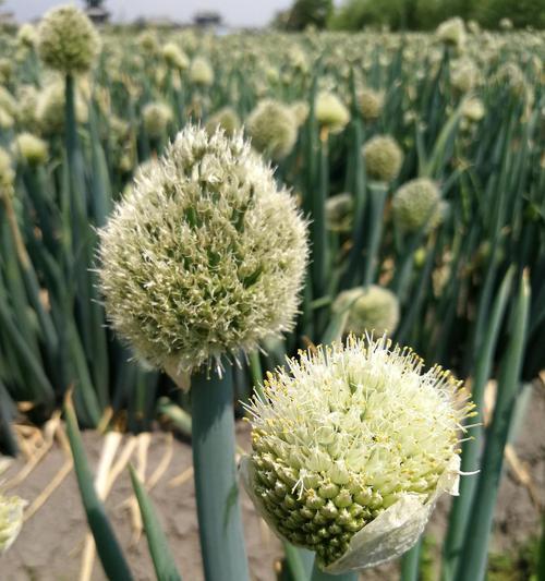 探秘石蒜科植物的美丽与神奇（石蒜科植物的特点、分布、用途和保护）