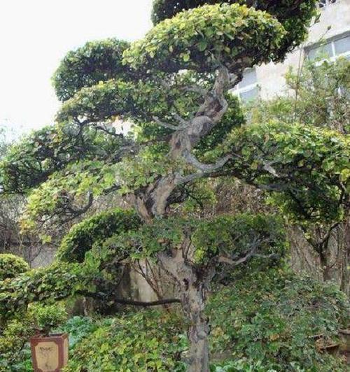 雀梅的养殖方法与注意事项（打造自家花园的选择）