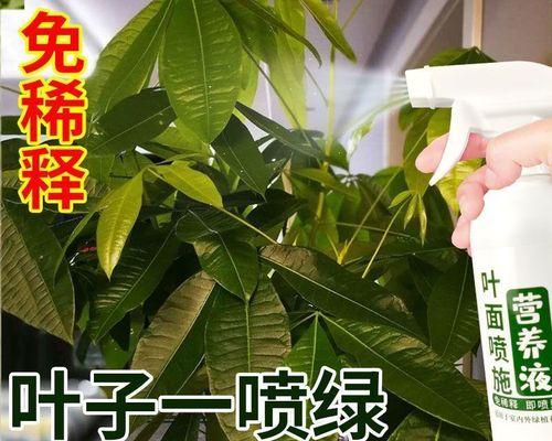 花卉叶面肥使用方法（提高养花效果，让花朵更加娇艳）