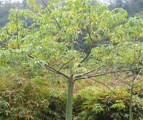 美人树的种植与养护（美人树，一种叶片如花瓣的独特树种）