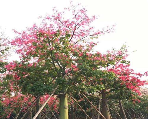 美人树的种植与养护（美人树，一种叶片如花瓣的独特树种）