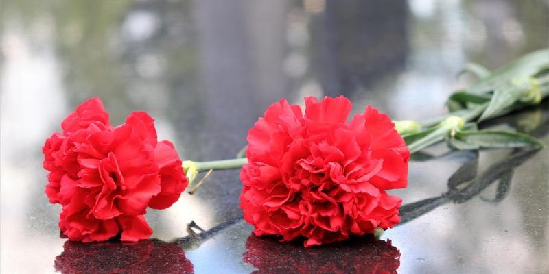 红色康乃馨的花语与寓意（传递爱情和热情的红色康乃馨，代表着美好的愿望与祝福）