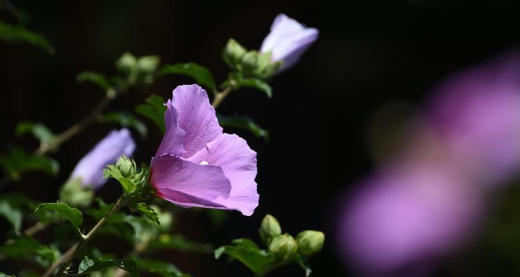 木槿掉花蕾的原因（探究木槿掉落花蕾的常见原因及如何避免）