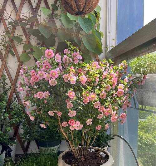 木槿掉花蕾的原因（探究木槿掉落花蕾的常见原因及如何避免）