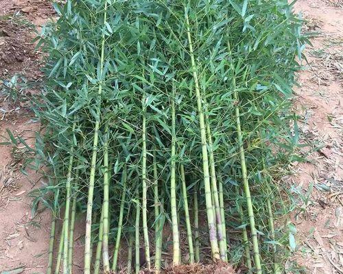 竹子种植全攻略（从选种到管理，教你种出优质的竹子）