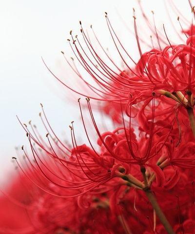 红色曼陀罗花语（红色曼陀罗花开，生命的奇迹绽放）