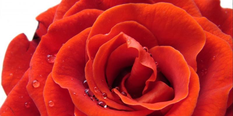 红色玫瑰代表的意义及寓意（探寻红色玫瑰的浪漫与热情）