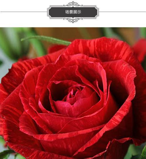 红色玫瑰花语的深意（探索爱情与热情的关键——红色玫瑰的花语解读）