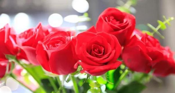 粉红色玫瑰花语的浪漫魅力（探索粉红色玫瑰所传递的深情意义）