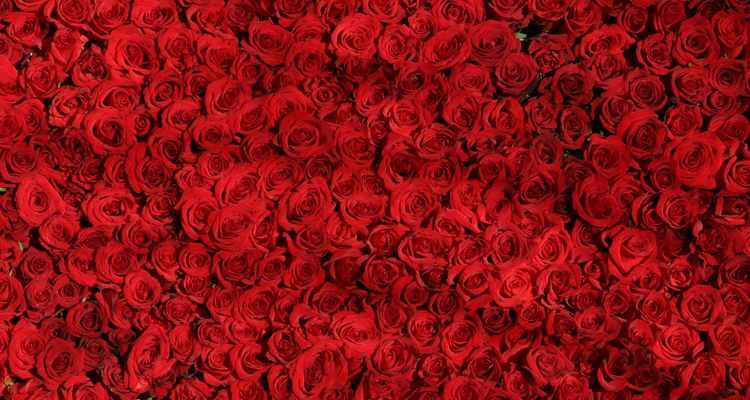 红色玫瑰的花语与寓意（传递爱与热情的红色玫瑰）