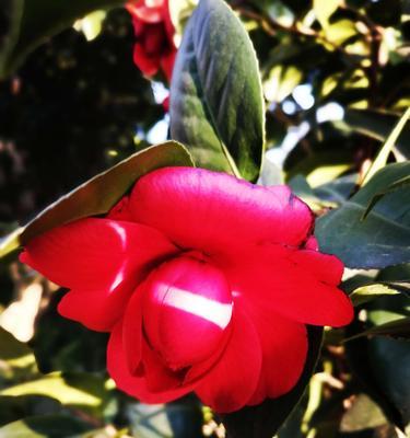 红色山茶花的花语——传递爱与希望的象征（红色山茶花的美丽与意义在花语中的体现）