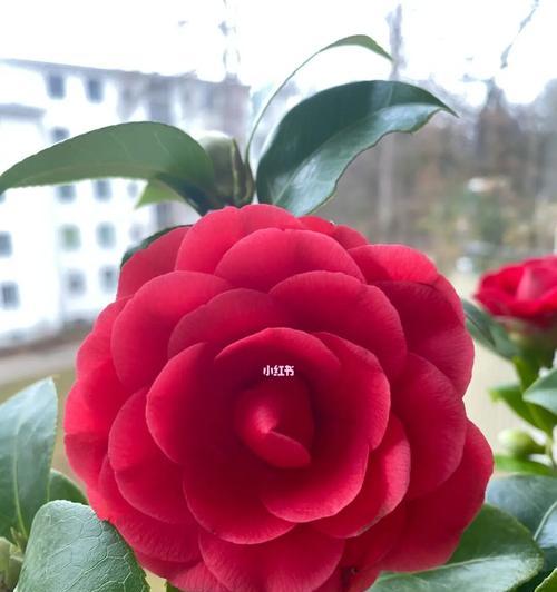 红色山茶花的花语——传递爱与希望的象征（红色山茶花的美丽与意义在花语中的体现）