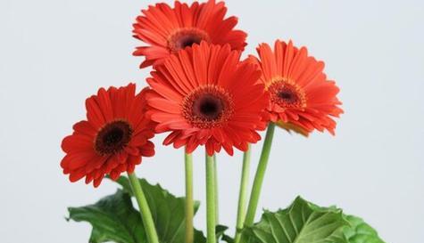 红色太阳花的寓意与花语（传递热情与勇气的红色太阳花，向阳而生）
