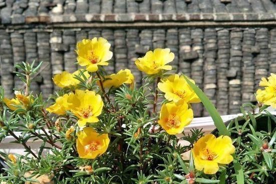 从种子到盛放——午时花的种植方法（如何在家中轻松栽培午时花？种子购买、土质选择、养护技巧等详解）