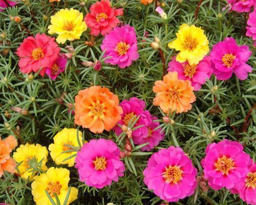 从种子到盛放——午时花的种植方法（如何在家中轻松栽培午时花？种子购买、土质选择、养护技巧等详解）